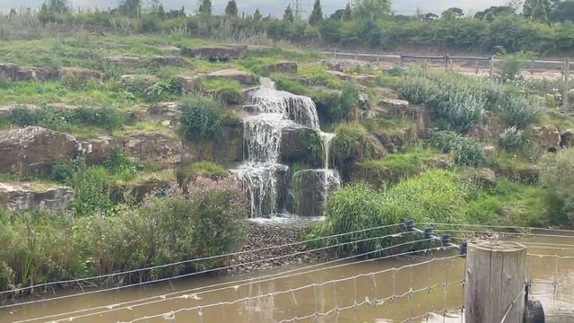 Doncaster Yorkshire Wildlife park Visit family 20/8/21 смотреть онлайн