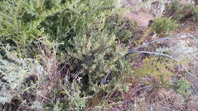 Cape Buffalo hunt with KMG Hunting Safaris - South Africa смотреть онлайн