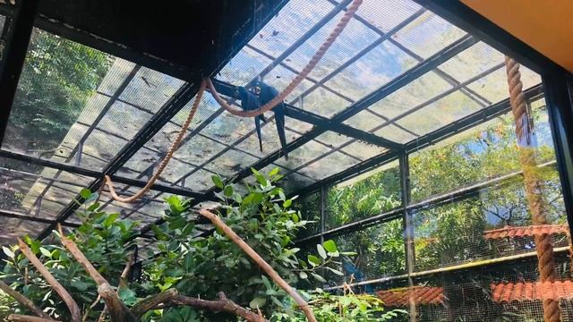 Jurong Bird Park Singapore | Night Safari,Singapore Zoo,River Safari | Travel 2019 смотреть онлайн