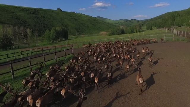 Целебные пантовые купания в гостиничном комплексе Золото Алтая смотреть онлайн