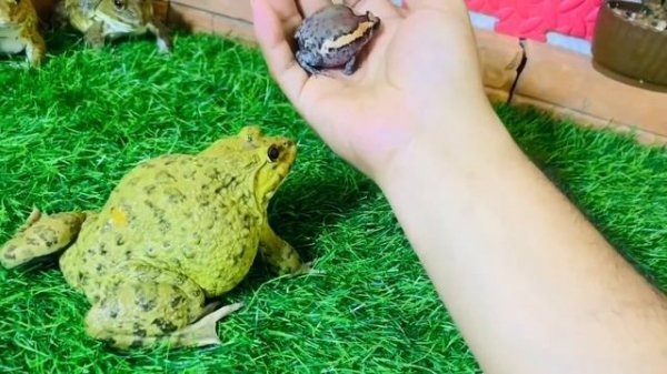 Brave frog protect cute baby rain frog