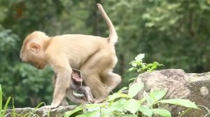 Baby Monkey Mariel Such A Cute Girl So Much Adorable. Smart, Brave, Flexible and Most Challenging.