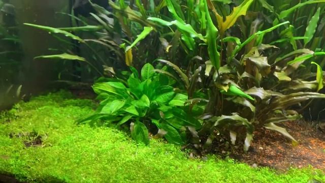 My planted tank смотреть онлайн