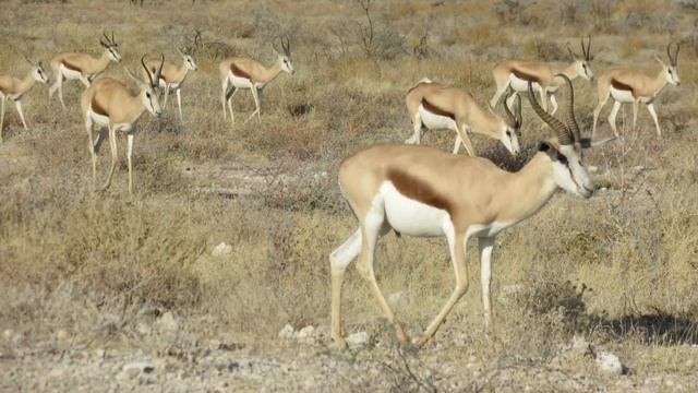 Travel Diary: Etosha National Park (Namibia) .. in 90 seconds 🇳🇦 смотреть онлайн