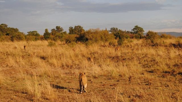 Masai Mara, Kenya - Safari 2017 - The Cheesbrough Family смотреть онлайн