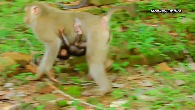 Deeply scared & hurt...Brave young mom Rose risky save tiny Rex from gangster! смотреть онлайн