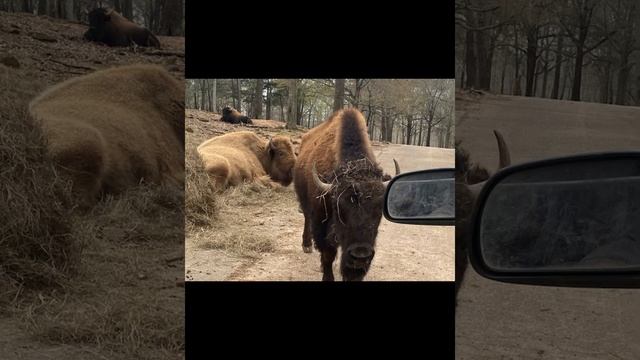 Reacting to wild animal safari pictures from me 😂 смотреть онлайн