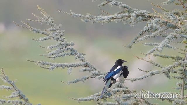 Сороки смотреть онлайн