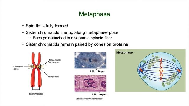 BIO 101 Chapter 10 Part 2 смотреть онлайн