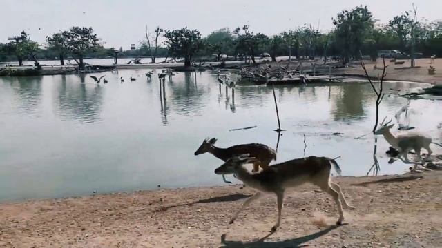 Bangkok SAFARI WORLD & MARINE PARK Full Day Trip 🇹🇭 Thailand | Safari World Bangkok & Marine Park смотреть онлайн