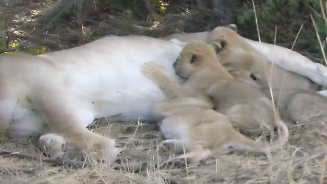 safari King Guides #safarikingafrica.com смотреть онлайн