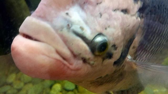 рыбка смотреть онлайн