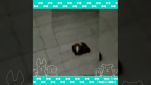 Bonding time with brave.. смотреть онлайн