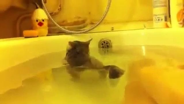 Кот любит купатся смотреть онлайн