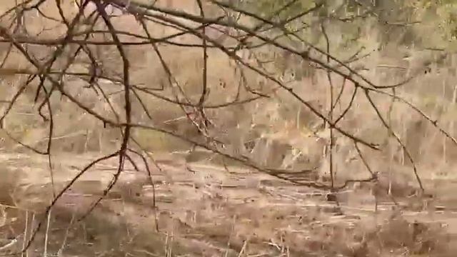today sighting..book your safari now JIMCORBETT NATIONAL park district nanital ramngar uttrakhand смотреть онлайн