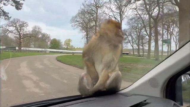 We going on adventure again… Woburn Safari Park смотреть онлайн