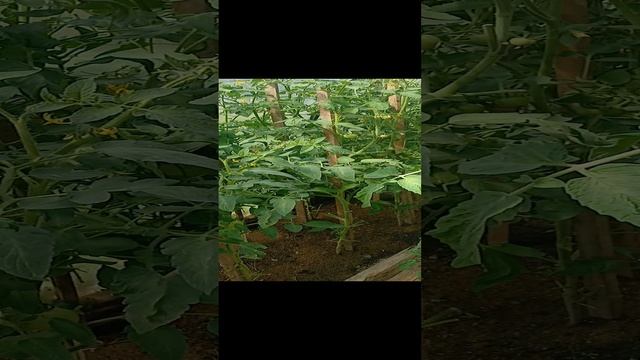 лето)) смотреть онлайн