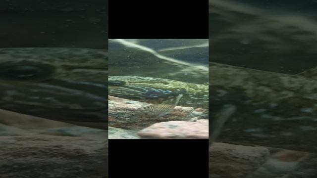 ратан смотреть онлайн