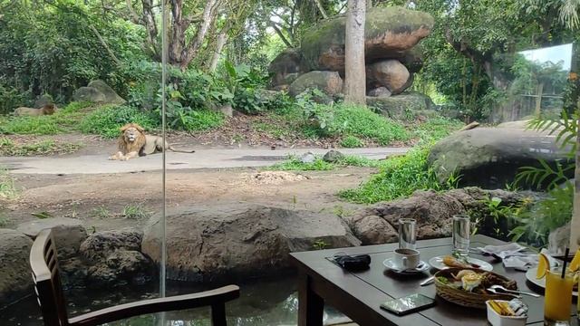 Sarapan bareng Singa, Taman Safari and Marine Park смотреть онлайн