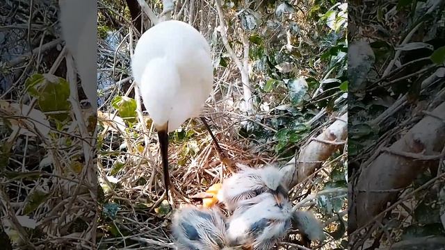 Ep. 219 bird little egr watching baby crying for food (nest 3)#birds смотреть онлайн