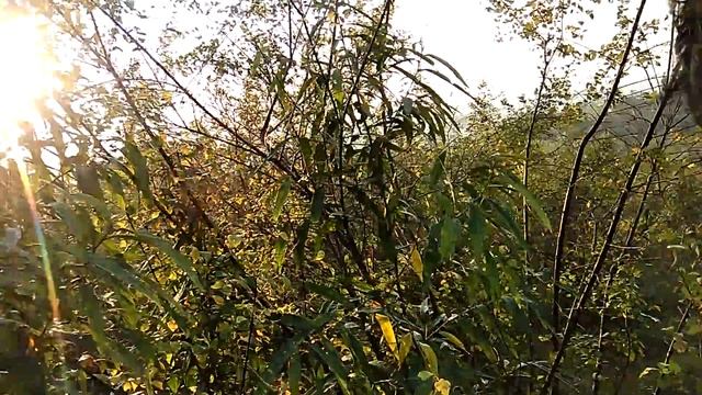 Elephant safari at Kaziranga смотреть онлайн