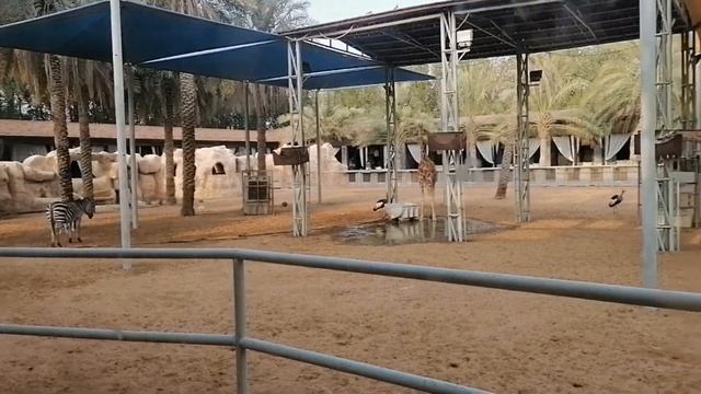 A Beautiful Zoo Park In AbuDhabi || Emirates Park ZoO Abu Dhabi (UAE) #Zoo #Abudhabi #Chiryaghar смотреть онлайн