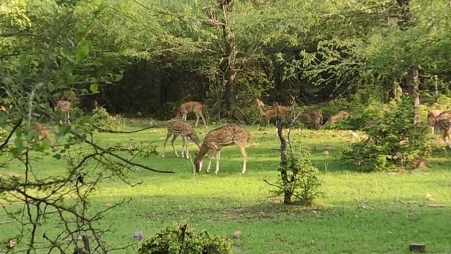 Ranthambhore Jungle Safari Day-2 Ep:4 vlog:12 #travelvlog #junglesafari #fun #modernaai смотреть онлайн