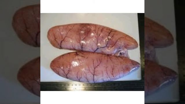 Why are animals liver dangerous to eat смотреть онлайн