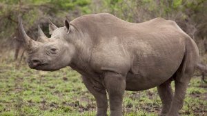 Black rhinoceros - World Rhino Week