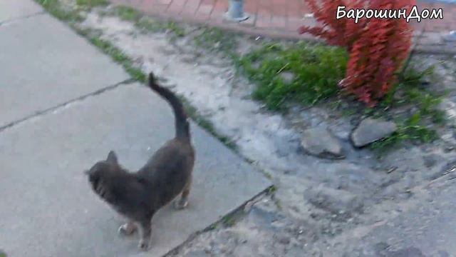 Сожрали воробья заживо. По-как-али под дверь. Стоимость дневного/месячного меню бездомных кошек смотреть онлайн