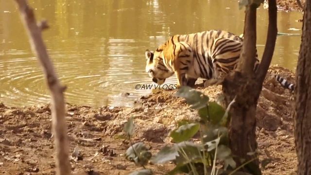 Bandhavgarh safari | Dhamokar Sisters Fighting for territory | Part-1 | смотреть онлайн
