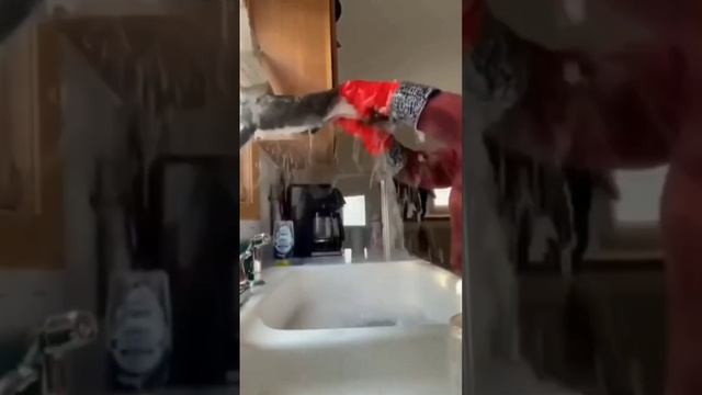 когда заставляют мыться😂😂😂 #кот #вода #дом #кухня смотреть онлайн