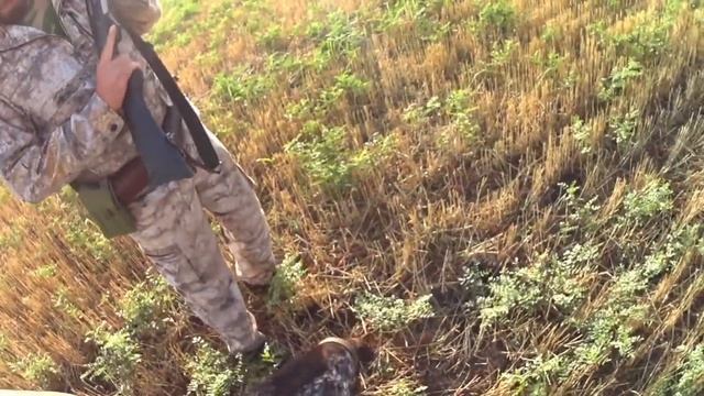 Охота на перепела 20.08.2022 смотреть онлайн