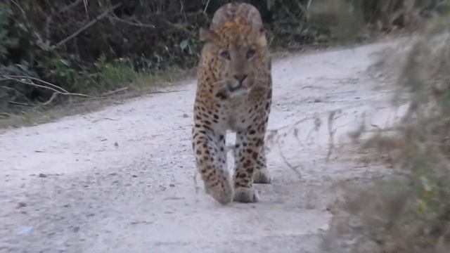 catwalk on safari trek смотреть онлайн