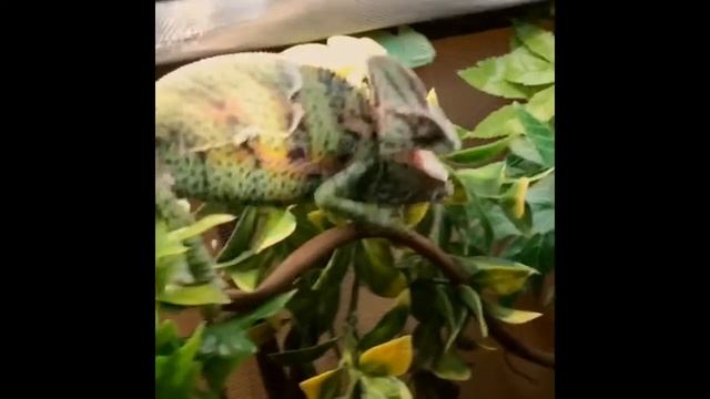 My chameleon Philip attacking смотреть онлайн