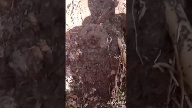 ПОПАДАЮТСЯ ШЕСТЕРЁНКИ... #КопМеталлавлесу #копметаллавлесу  #металлокоп