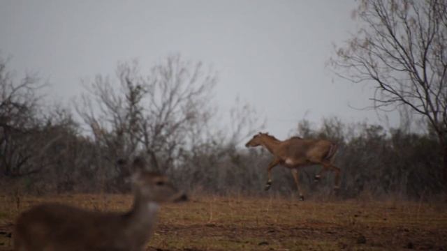 Nilgai Hunt at the G2 Ranch смотреть онлайн