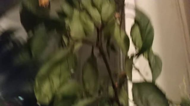 Утром садили огурчики, а вечером их кушаем🙃