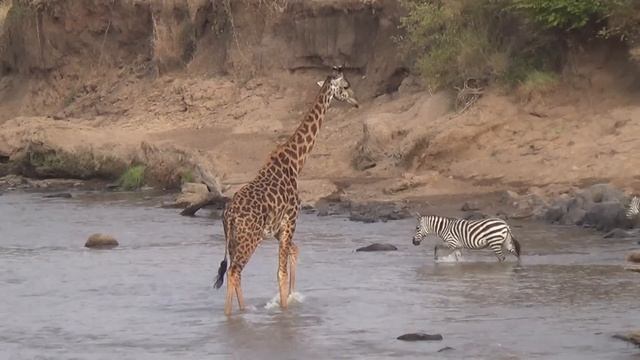 Giraffe Crossing the Mara River смотреть онлайн