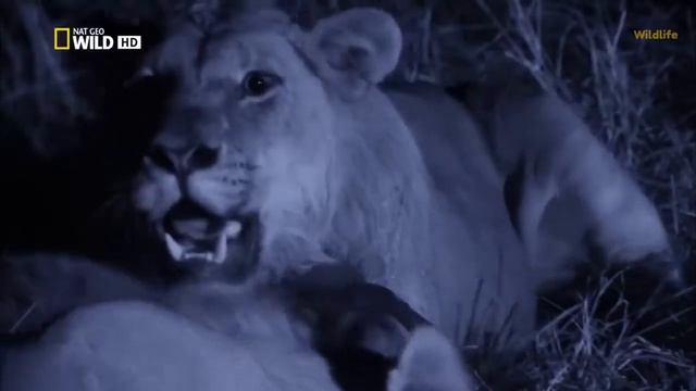 africa Savannah Wild life Documentary / the battle ground of prey and predator смотреть онлайн