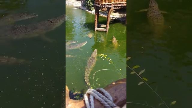 Kasih makan buaya di taman safari Bali смотреть онлайн