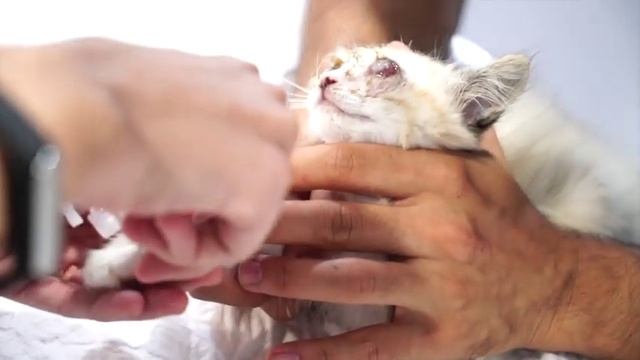 Amazing brave Kitty Princess is blind, SHE HAS LOST HER EYES смотреть онлайн