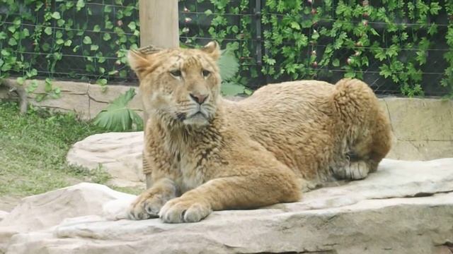 Tigon at Safari Park Shenzhen Lion Tiger Mix смотреть онлайн