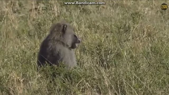 ~ Zwierzęta Afryki : PAWIAN ( Papio ) ~ Safari 15/11/2018 смотреть онлайн