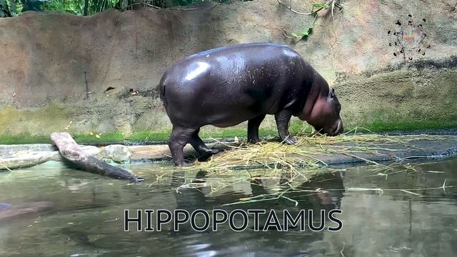 Jungle Safari | Learn Animal names in English with #Aaravsworld Wild Animals for kids kids channel смотреть онлайн