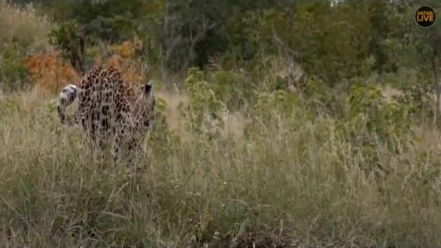 Pt 2 Safari Live's Sunrise Safari Drive at 8:00 AM on April 02, 2018 ( Nkuhumas & Tingana ) смотреть онлайн