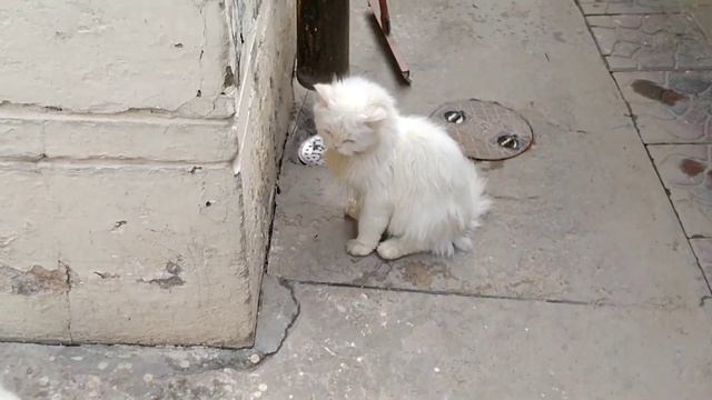 Angry Kitten Hisses At Grumpy Cat They're Brave And Confident смотреть онлайн
