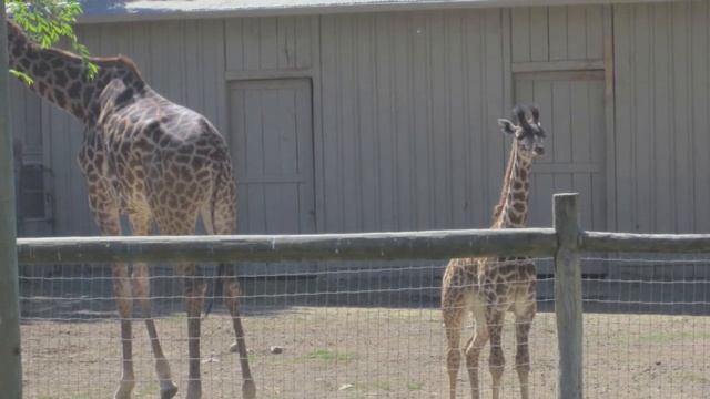 Safari West in Sonoma CA смотреть онлайн