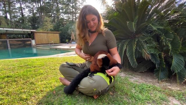 BEAUTIFUL BLUE EYED LEMUR ! смотреть онлайн