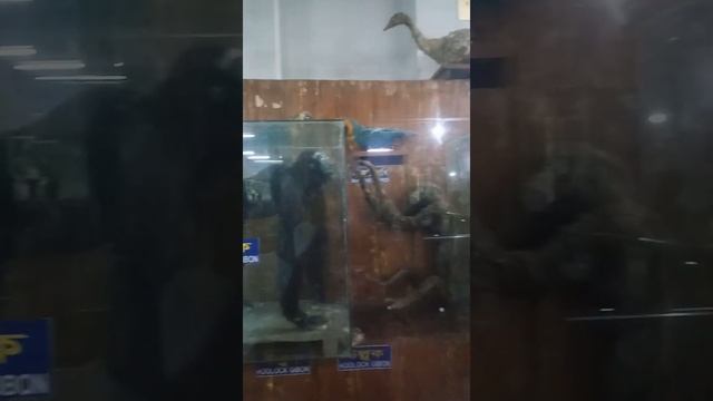 Meerpur extra khana liker common смотреть онлайн